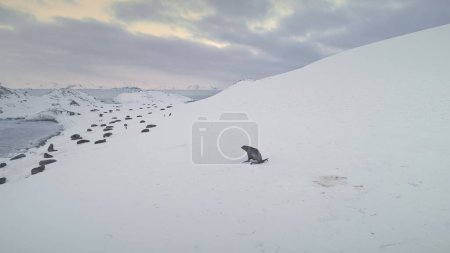 Antarctica Fur Seal Running to Rest Colony Aerial View. Antarctic Polar Wildlife Animal Group on Snow Covered Landscape at Ocean Coast. Peninsula Cute Mammal Walking Drone Top Footage Shot in 4K UHD