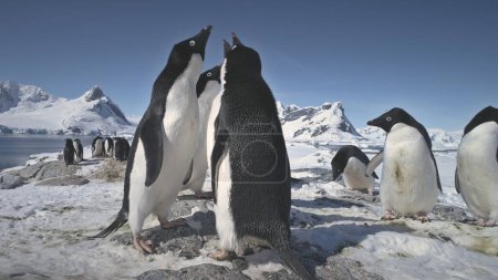 Antarktis Adelie Penguin Colony spielen Nahaufnahme. Antarktis Ocean Bird Group Schöne Paarungsspiele Verhalten Arktische Natur Landschaft Berg Hintergrund. Peninsula Beach Exploration Filmaufnahmen in 4K UHD