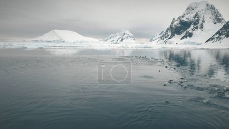Aerial Flight Over Swimming Penguins. Antarctica Landscape. Drone Shot Of Gentoo Penguins Colony In Cold Polar Ocean Water. Snow Covered Mountains Background. Petermann Island. 4k Footage.
