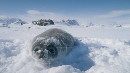 Photo for Close-up Baby Seal Muzzle Towards The Camera. Antarctica Funny Shot. Cute Weddell Seal Puppy Trying To Touch The Camera. Behavior Of Wild Animals. Antarctic Snow Landscape. 4k Footage. - Royalty Free Image