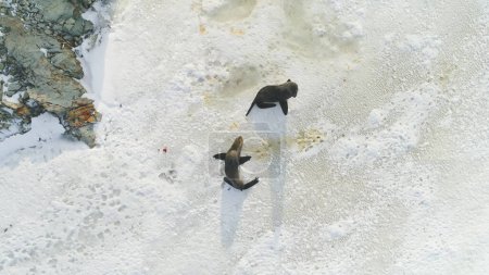 Familia de sello de piel en la superficie de nieve Vista superior hacia abajo. Antarctic Wildlife Nature Scene Landscape (en inglés). Polar Ártico Mamífero Animal Comportamiento Medio Ambiente Salvaje Drone Aerial Filmación en 4K UHD
