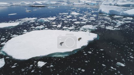 Antártico Crabeater Seal Rest Iceberg Vista aérea. Mentiras de mamíferos polares árticos en la superficie cubierta de nieve. Antártida Vida Silvestre Costa del Océano Glaciar Paisaje marino Top Tracking Drone Filmación en 4K UHD
