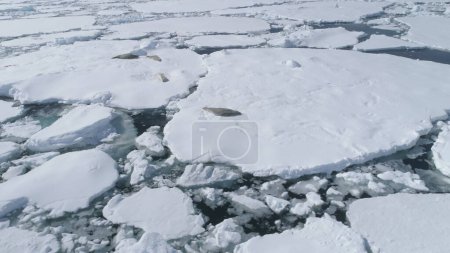 Crabeater Seal Iceberg Antarctica Wildlife. South Pole Nature Glacier Ice Melt Aerial Drone Tracking Shot. Arctic Coastline Water Surface Global Warming Concept Copter Flight View Footage 4K UHD
