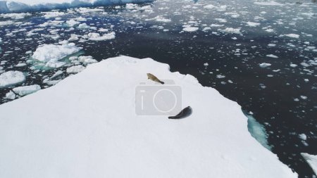 Antártida Crabeater Seal Lies Iceberg Aerial View. Animales mamíferos polares disfrutan de la luz solar en la superficie cubierta de nieve. Antártida Vida Silvestre Costa del Océano Paisaje Marino Top Tracking Drone Filmación en 4K UHD
