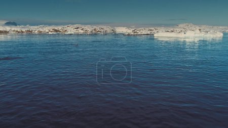 Penguins underwater. Antarctica aerial view drone flight 4k. Group of the Gentoo penguins jumping in the blue ocean water next to the ice, snow covered Antarctic continent. Habits of wild animals.