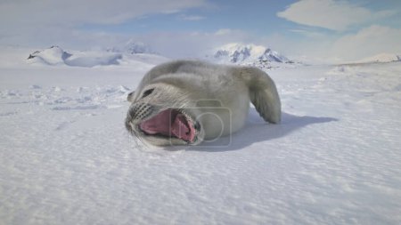 Close-up Wedell Robbenbaby auf der Antarktis Schnee Land. Polarlandschaft. Niedlichen Welpen auf dem gefrorenen Boden liegend und gähnend. Gewohnheiten wilder Tiere. antarktischer Kontinent. Lustiger Schuss. 4k Filmmaterial.
