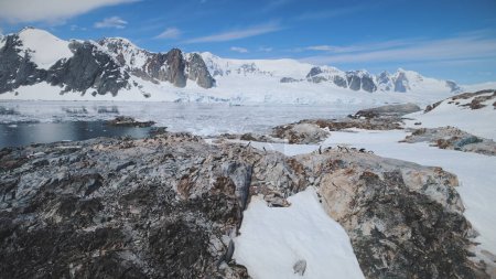 Aerial Flight Over Snow Rock With Penguins. Antarctica Snow Mountains Background. Drone Shot Of Ice Frozen Ocean, Polar Mighty Mounts. Winter Panoramic View Of Lemaire Channel. 4k Footage.