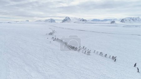 Migración de la colonia de pingüinos. Vuelo aéreo antártico sobre tierra cubierta de nieve. Paisaje blanco de invierno. Instintos de animales salvajes Gentoo Penguins In Harsh Climate. Fondo polar. Filmación 4k
.