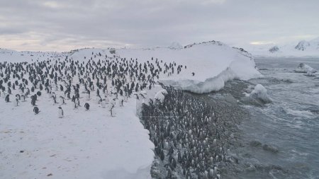 Penguin colony after swimming. Antarctica aerial flight. Overview polar ocean water, snow shore. Large group of Gentoo penguins swims and stands up to the ice frozen coast. Winter shot. 4k footage.
