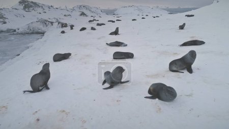 Fur seals group on ice snow land. Antarctica winter landscape. Funny playing wild animals on the frozen land. Polar ocean. Seals habits in wild nature, environment. Antarctic permafrost. 4k footage.