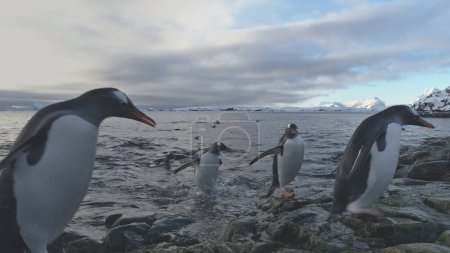Gentoo Penguin Jump to Rock Ashore Antarctic. Antarctica Wildlife Animal. North Arctic Bird Flock Come Ocean Beach from Freeze Water Close-up Static Shot Footage in 4K UHD