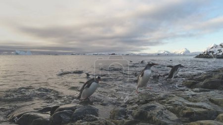 Gentoo Penguin Come to Antarctica Snow Shore. Antarctic Wildlife Animal. South Arctic Bird Group Come on Sea Beach Out Cold Water Close-up Locked-off Shot Footage in 4K UHD