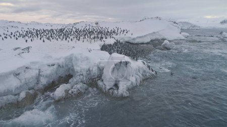 Antarktispinguin-Kolonie. Drohnenflug über schwimmenden, stehenden Kaiserpinguin-Gruppen. antarktische Tierwelt zwischen schneebedecktem Eis und wütendem Ozean. 4k
