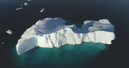 Two seals resting on huge glacier in Antarctica. Lonely iceberg floating in cold ocean. Wild arctic animals, untouched polar nature. Global warming and climate change. Top view aerial drone shot