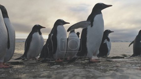 Pinguin-Stand auf gefrorenem Eis Rock Shore. Antarktisches Wildtier. Südantarktische Gentoo Bird Group kommt am Meeresstrand aus kaltem Wasser in Großaufnahme Abgeriegelt