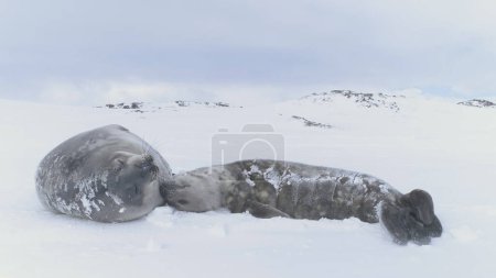 Photo for Funny wild animal enjoy sun light - play on snow covered landscape in Antarctica. Antarctic Baby Weddell sea seal. Close-up of cute face. South Pole wildlife concept. Static - Royalty Free Image