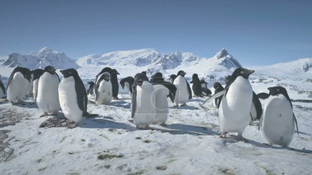 Colonia de Pingüinos Antárticos Primer plano. Paisaje polar de nieve. Grupo de pingüinos Adelie de pie en tierra cubierta de nieve. Comportamiento de las aves silvestres. Fondo de las Montañas Poderosas. Vida silvestre.