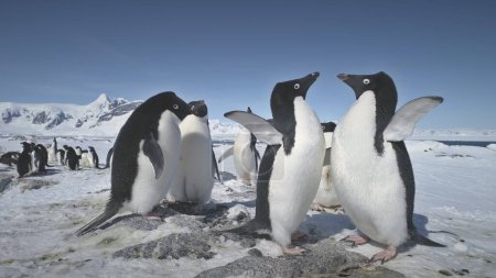 Batalla de dos pingüinos. Lucha en vista de cerca. Antarctica Polar Landscape. Adelie Penguins Colony On Snow Covered Land. Instintos de animales salvajes. Mighty Antarctic Mountains Background (en inglés). Filmación 4k
.