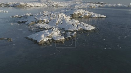Téléchargez les photos : Les pingouins se tiennent sur une île enneigée. La colonie de manchots de Gentoo repose sur le rivage gelé de roches glaciaires. Groupe d'oiseaux sauvages du Sud. - en image libre de droit