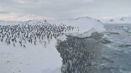 Colonia de pingüinos después de nadar. Vuelo aéreo a la Antártida. Vista general del agua polar del océano, costa de nieve. Gran grupo de pingüinos Gentoo nada y se enfrenta a la costa helada. Invierno.