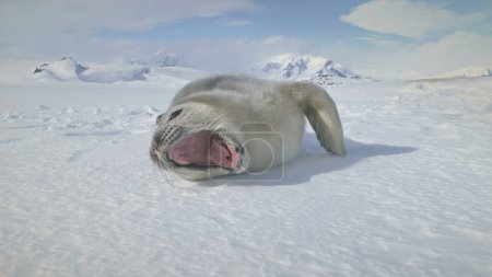 Close-Up Weddell Seal Baby On Antarctica Snow Land (en inglés). Paisaje polar. Lindo cachorro acostado en el suelo congelado y bostezando. Hábitos de animales salvajes. Continente Antártico. Gracioso..