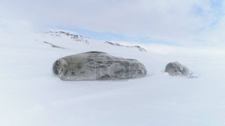 Weddell Seal Family im antarktischen Winterschnee. Erwachsene und Baby Wild Arctic Animal ruhen auf Polar Blizzard Landschaft Hintergrund. Naturschutz am Südpol statisch