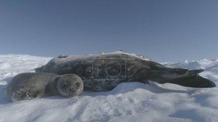 Photo for Baby Weddell sea seal. Close-up of cute face. Antarctic funny wild animal enjoy sun light play on snow covered landscape. South Pole wildlife concept. Static - Royalty Free Image