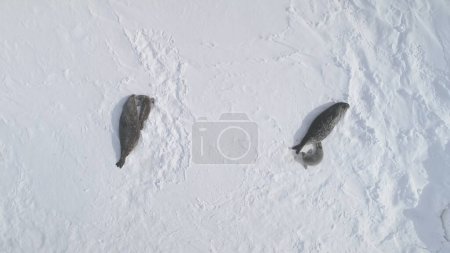 Foto de Antarctica Weddell Seal Family Top Down Aerial View. Bebé y Madre Polar Descanso de Animales y Padres en el Paisaje de Superficie Cubierta de Nieve. Comportamiento de la vida silvestre ártica Vuelo con drones - Imagen libre de derechos
