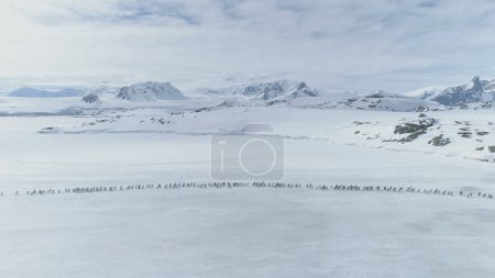 Flug aus der Luft über die Kolonie der Pinguine. Drohne. Antarktislandschaft. White Winter Hintergrund. Bewegende Herde Gentoo Pinguine auf eisbedecktem Land. Mächtige polare Schneeberge.