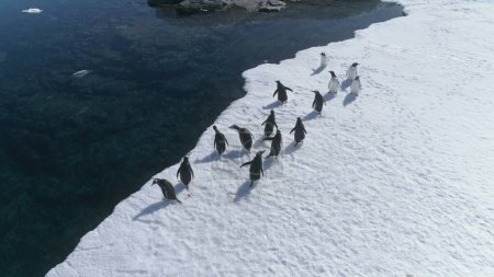 Antarktis Gentoo Penguin Luftaufnahme. Südpol-Vogelkoloniewanderung auf schneebedeckter Ozeanküstenlandschaft. Arktisches Klimaschutzkonzept von oben nach unten Drohne
