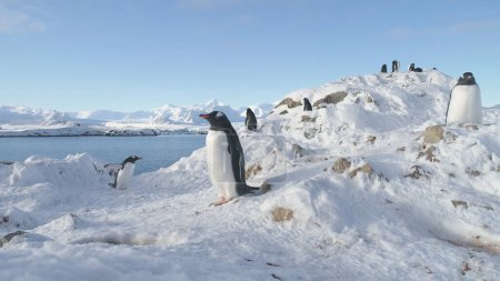 Penguins Group Antarctic Wildlife Portrait. Gentoo Colony Builds Nests and Hatches Eggs. Cute South Pole Bird Look at Snow Stone to Build Nest. Family Wild Life Scenery. Static