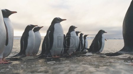 Gentoo Pinguin Stand auf Frozen Ice Rock Shore. Antarktisches Wildtier. Südarktische Vogelgruppe kommt an Meeresstrand aus kaltem Wasser