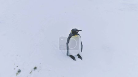 Lone King Penguin Wave Wing Antarctica Aerial View. Antarctic Polar Wildlife Habitat Eternal Frost Extreme Wild Nature Snow Landscape. Drone Top Overview