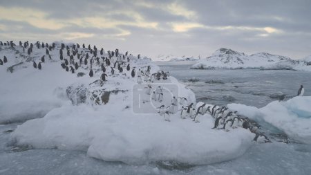 Gentoo Penguin Jump Glacier Antarctica Water Aerial View. Südpol-Vogelkoloniewanderung auf schneebedeckter Meeresküstenlandschaft bei Glatteis. Arktisches Klimaschutzkonzept Top-Drohne