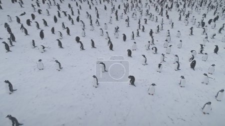 Arctic Gentoo Penguin Colony Snow Covered Surface Aerial View. Antarctica Bird Flock on Extreme Cold Peninsula Island. Antarctic Wildlife Landscape Top Drone