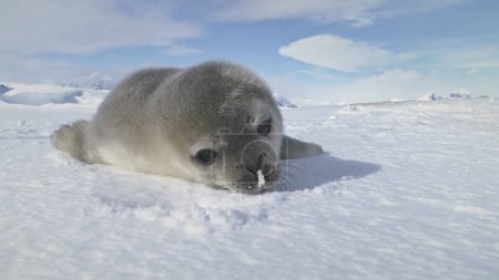 Baby Weddell seal close-up. Antarctica winter landscape. Snow plays. Behavior of wild marine animals in virgin untouched nature. Towards the camera. Slow motion.