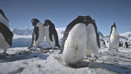 Foto de Antarctic Adelie Penguin Couple Play Primer plano. Antártida Ocean Bird Flock Juegos de apareamiento Comportamiento en el Ártico Naturaleza Paisaje Roca Fondo. Familia de animales salvajes Amor - Imagen libre de derechos