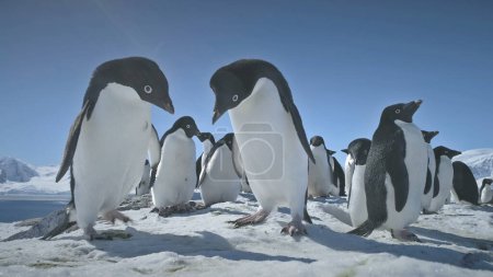 Pinguine spielen auf Schnee. Lustige Männchen, weibliche Vögel. Antarktische Winterlandschaft. Großaufnahme Zwei Adelie-Pinguine, die auf Schnee, eisbedecktem Land stehen. Verhalten wilder Tiere.