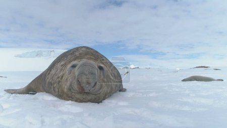 Foto de Primer plano del hocico de elefante que yace en la superficie de nieve de la Antártida. Fondo blanco de invierno. Hábitos de animales polares grandes salvajes. Hielo, Cubierto de nieve Continente Antártico. - Imagen libre de derechos