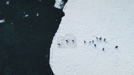 Gentoo penguins aerial dive into Antarctic waters. Witness the wild birds plunge from snowy land to icy coastal ocean near glacier. Capture the winter arctic wildlife swim behavior in drone flight