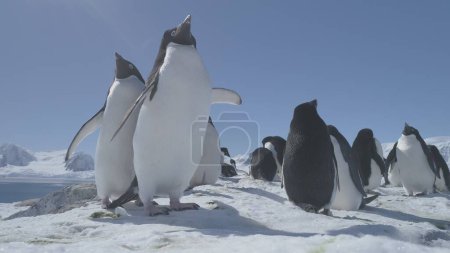 Lustige Pinguin-Gruppe auf schneebedecktem Land in der Antarktis. Nahaufnahme der Adelie Penguins Colony. Gewohnheiten wilder Tiere. Winter-Polarlandschaft. Strahlende Sonne über mächtigen Bergen.