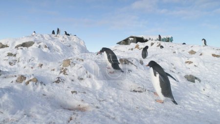 Two Funny Penguins Steal Pebbles from Each Other s Nest. Gentoo Builds Nests and Hatches Eggs. Cute South Bird Looks at Stone to Build Nest. Family Wild Life Scenery. Static