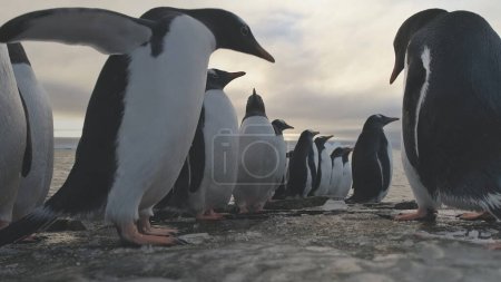Pinguin-Stand auf gefrorenem Eis Rock Shore. Antarktisches Wildtier. Südantarktische Gentoo Bird Group kommt am Meeresstrand aus kaltem Wasser in Großaufnahme Abgeriegelt