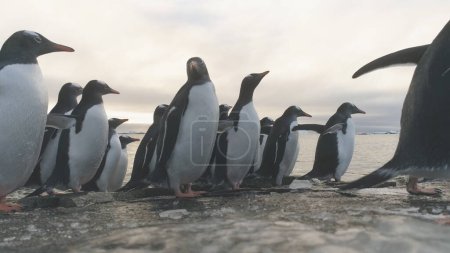 Gentoo Pinguin Stand auf Frozen Ice Rock Shore. Antarktisches Wildtier. Südarktische Vogelgruppe kommt an Meeresstrand aus kaltem Wasser
