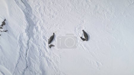 Antarctic Weddell Seal Group Top Aerial View. Baby and Adult Polar Animal Rest on Snow Covered Surface Landscape. Arctic Wildlife Family Drone Zoom Out Flight.
