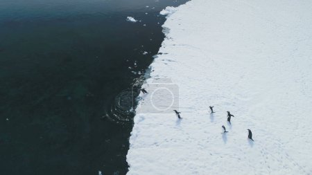 Antarctica Gentoo Penguin Jump Water Aerial View. Antarctic Wild Bird Dive to Cold Coast Glacier Ocean from Snow Covered Land. Winter Arctic Wildlife Swim Behavior Drone Flight