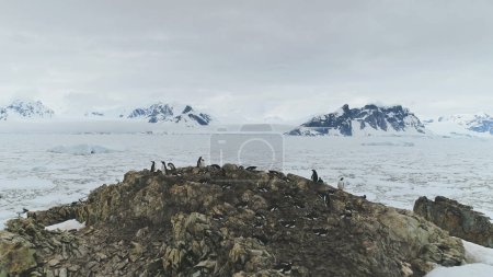 Vuelo Aéreo Antártida sobre el Océano Hielo, punta de pingüinos. Drone of Frozen Ocean Water, Gentoo Penguins On South Pole (en inglés). Antarctic Shoreline. Montañas cubiertas de nieve Fondo.