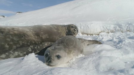 Photo for Close-up Baby, Adult Seal On Snow Antarctica Land. White Winter Landscape. Funny Of Close-up Seal Muzzle Towards The Camera. Behavior Of Wild Marine Animals. Antarctic Continent. - Royalty Free Image