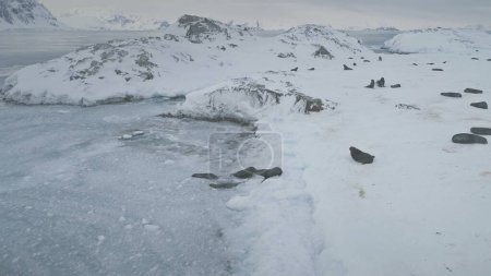 Swimming, resting seals. Antarctica polar landscape. Marine wildlife. Group of seals swim in ice frozen ocean water. Snow covered Antarctic surface. Amazing winter landscape.