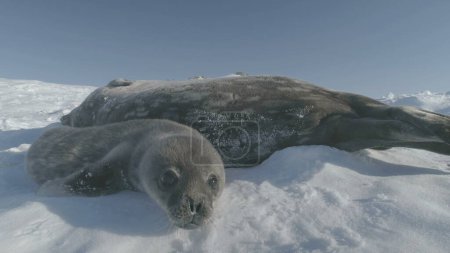 Baby Weddell Seal Sniff Camera Antarctica Close-up Schneelandschaft Welpen Polar Animal Rest in sonniger gefrorener Eisfläche in der Nähe der erwachsenen Mutter. Wilde Polarnatur abgesperrt.